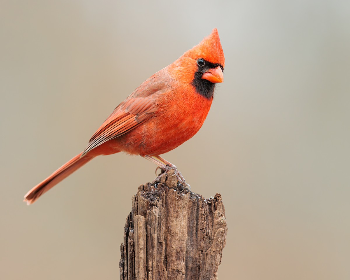 Northern Cardinal - ML616264247