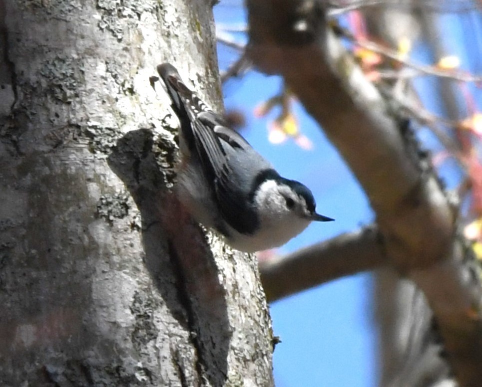 White-breasted Nuthatch - ML616264253