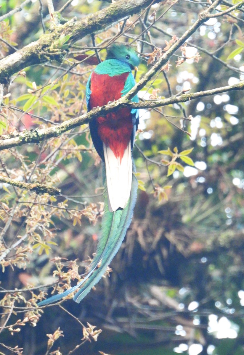 Resplendent Quetzal (Guatemalan) - Tom Perls