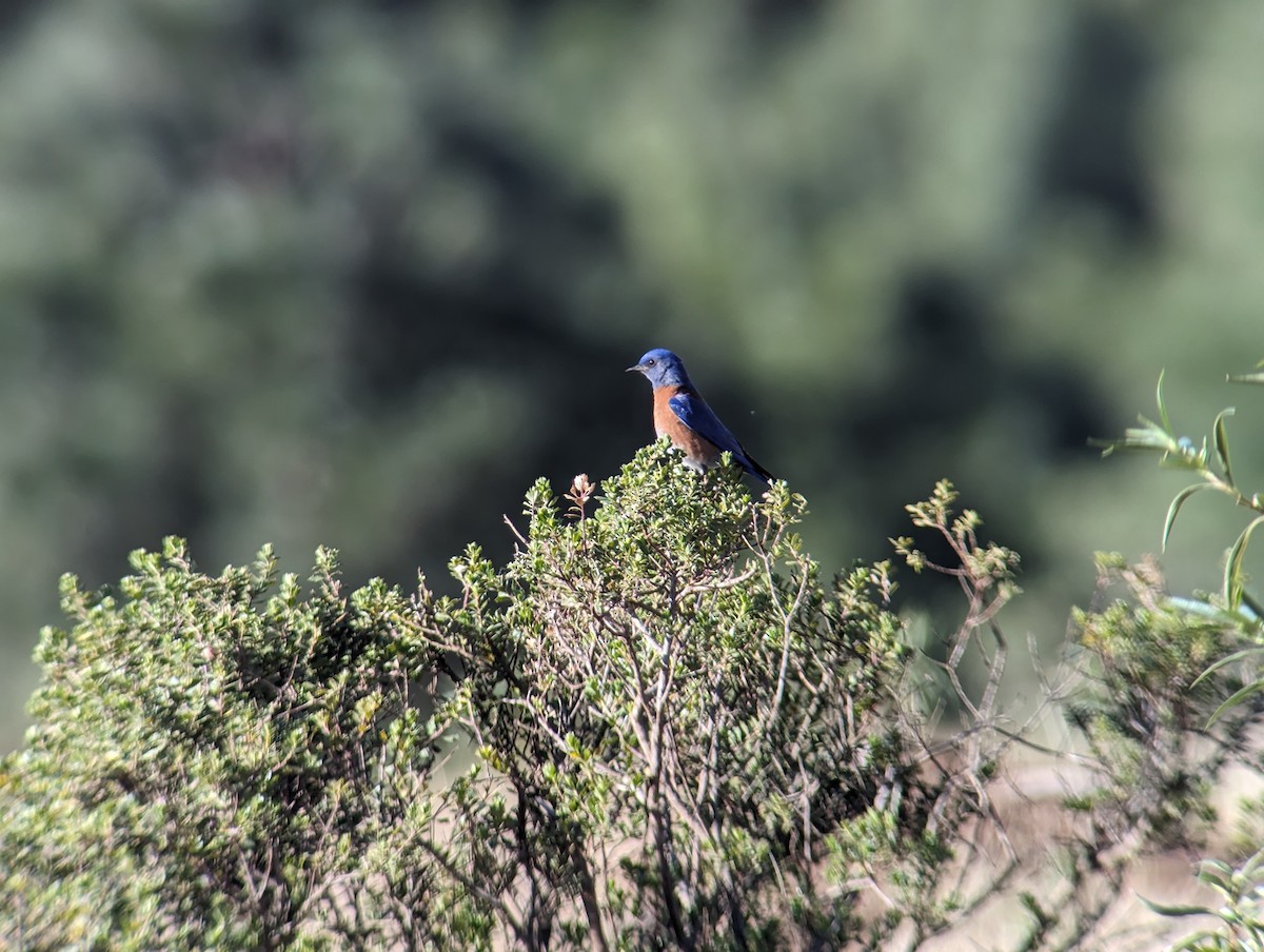 Western Bluebird - Carlos Gonzalez