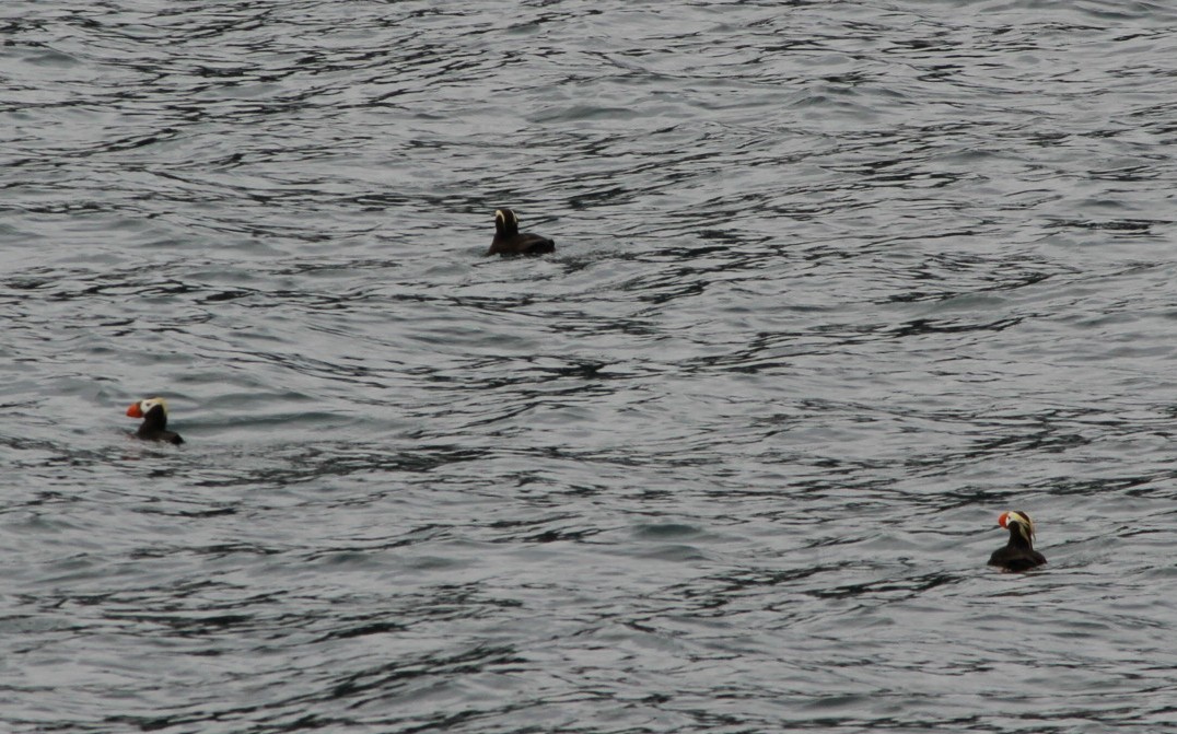 Tufted Puffin - ML616264281