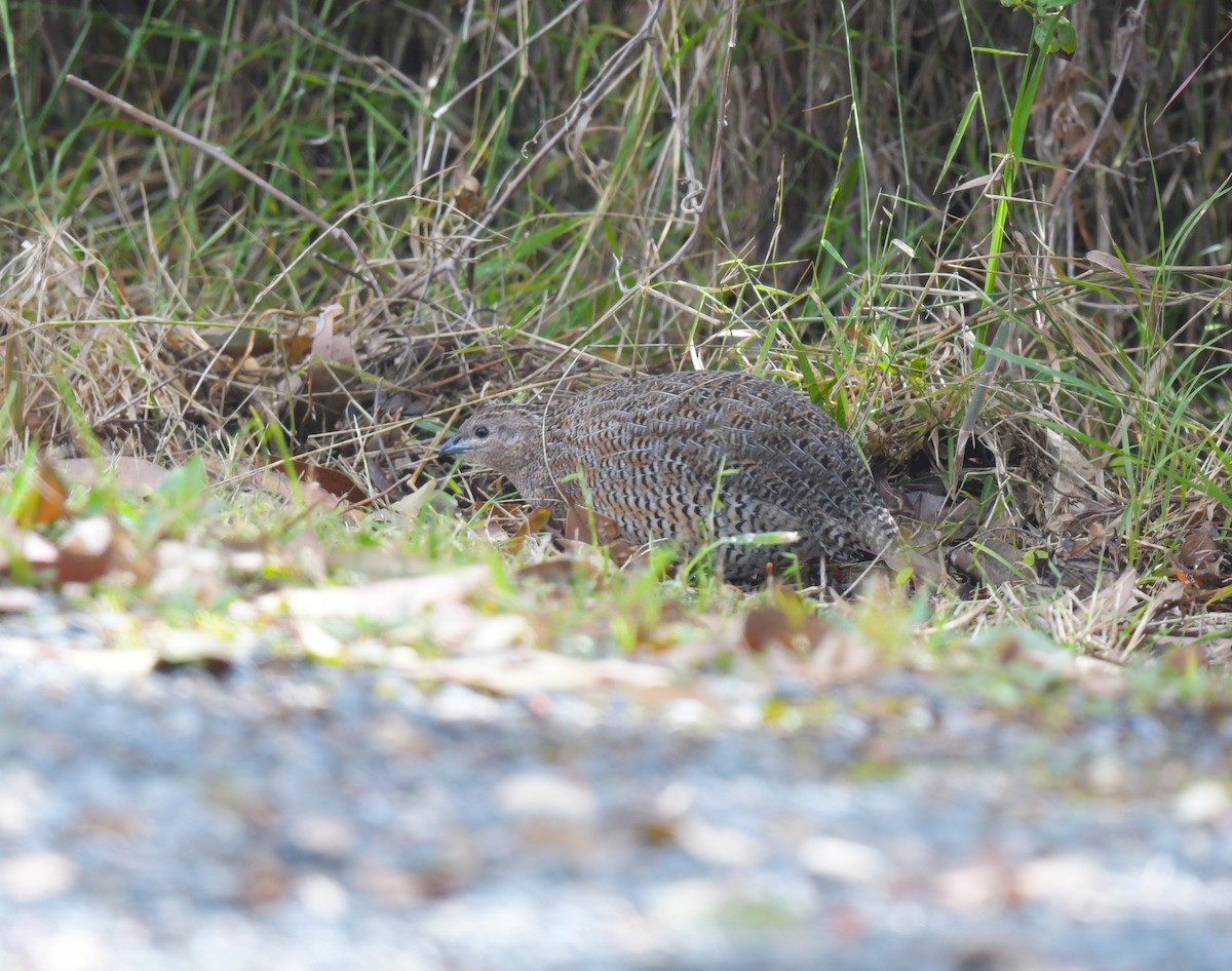 Brown Quail - Robert Anderson