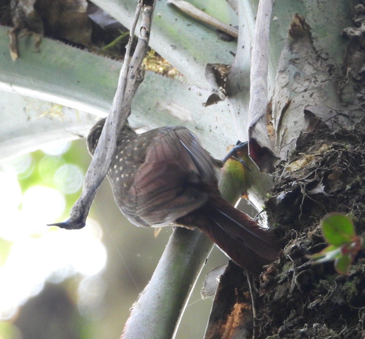 Spotted Woodcreeper - Tom Perls