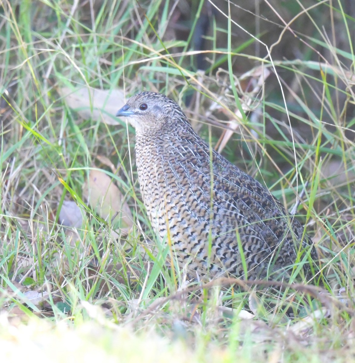 Brown Quail - ML616264341