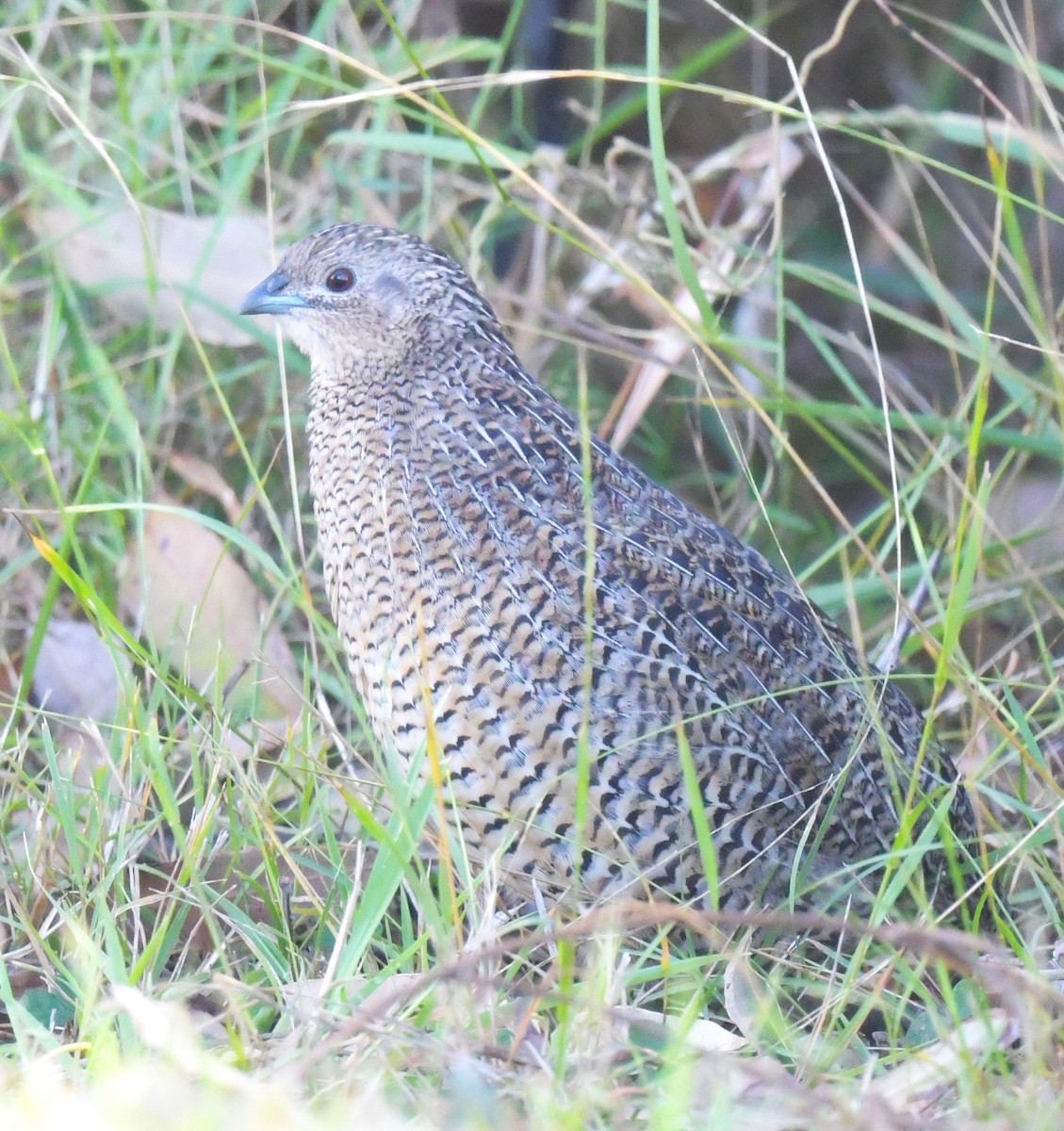 Brown Quail - ML616264349