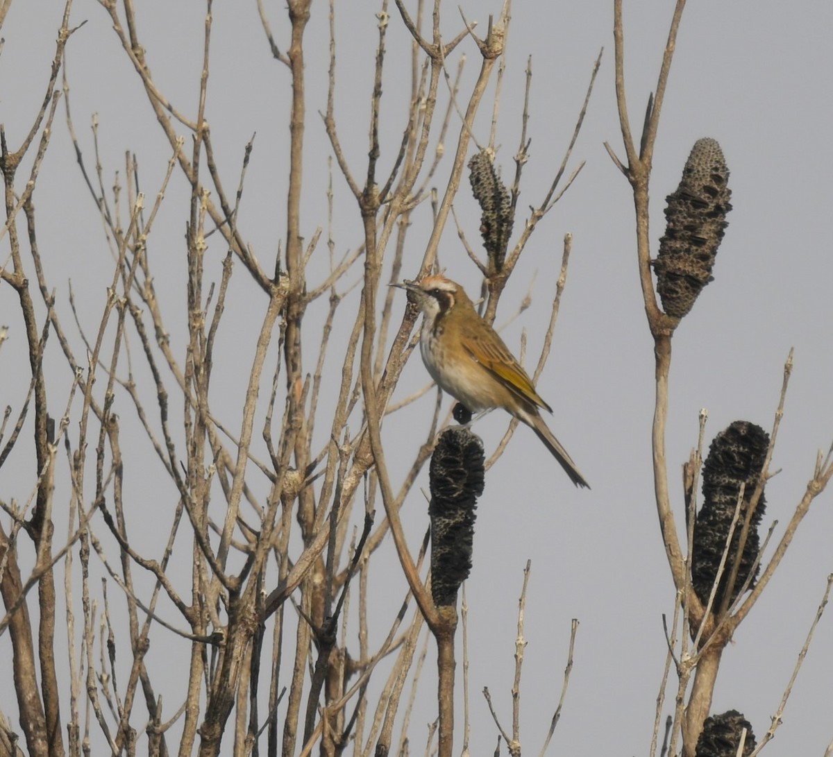 Tawny-crowned Honeyeater - Robert Anderson