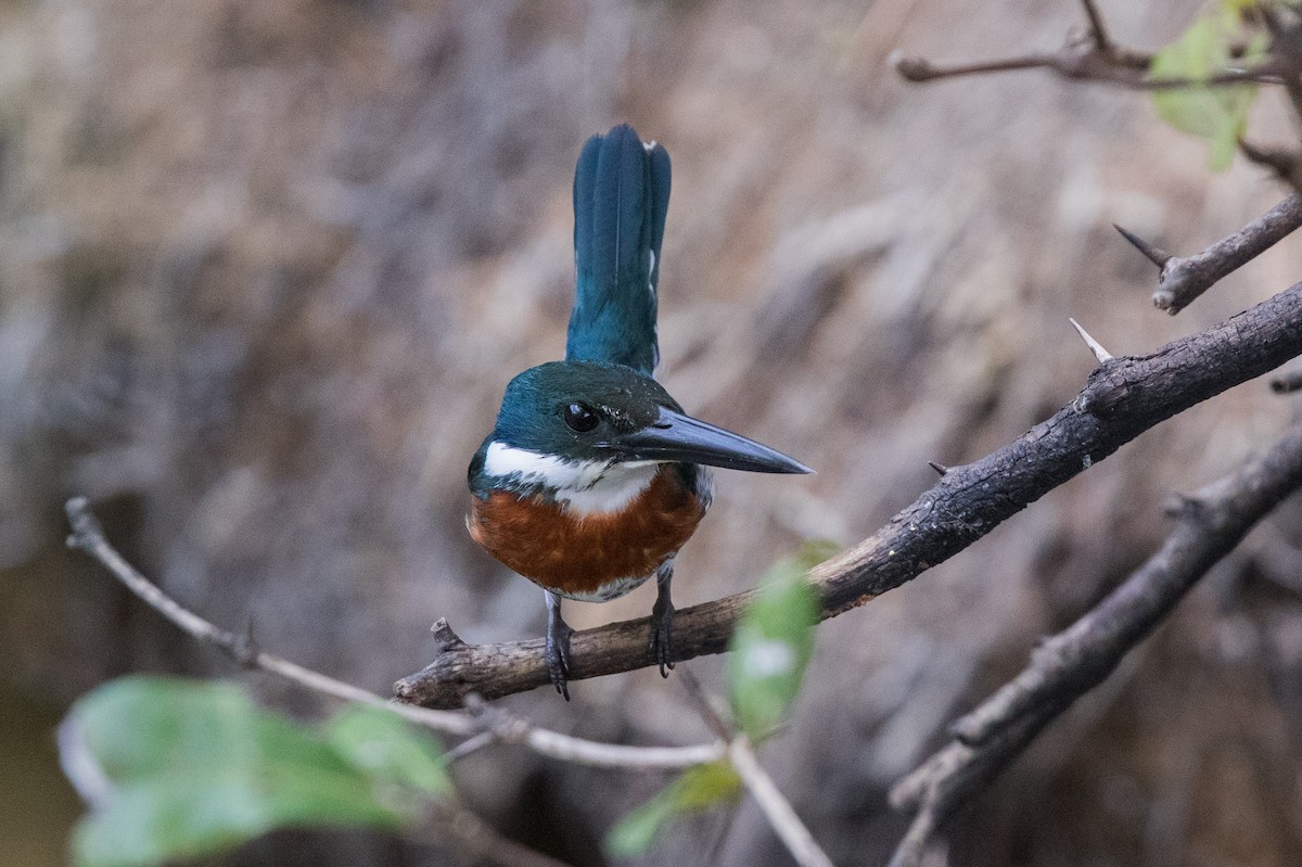 Green Kingfisher - ML616264383