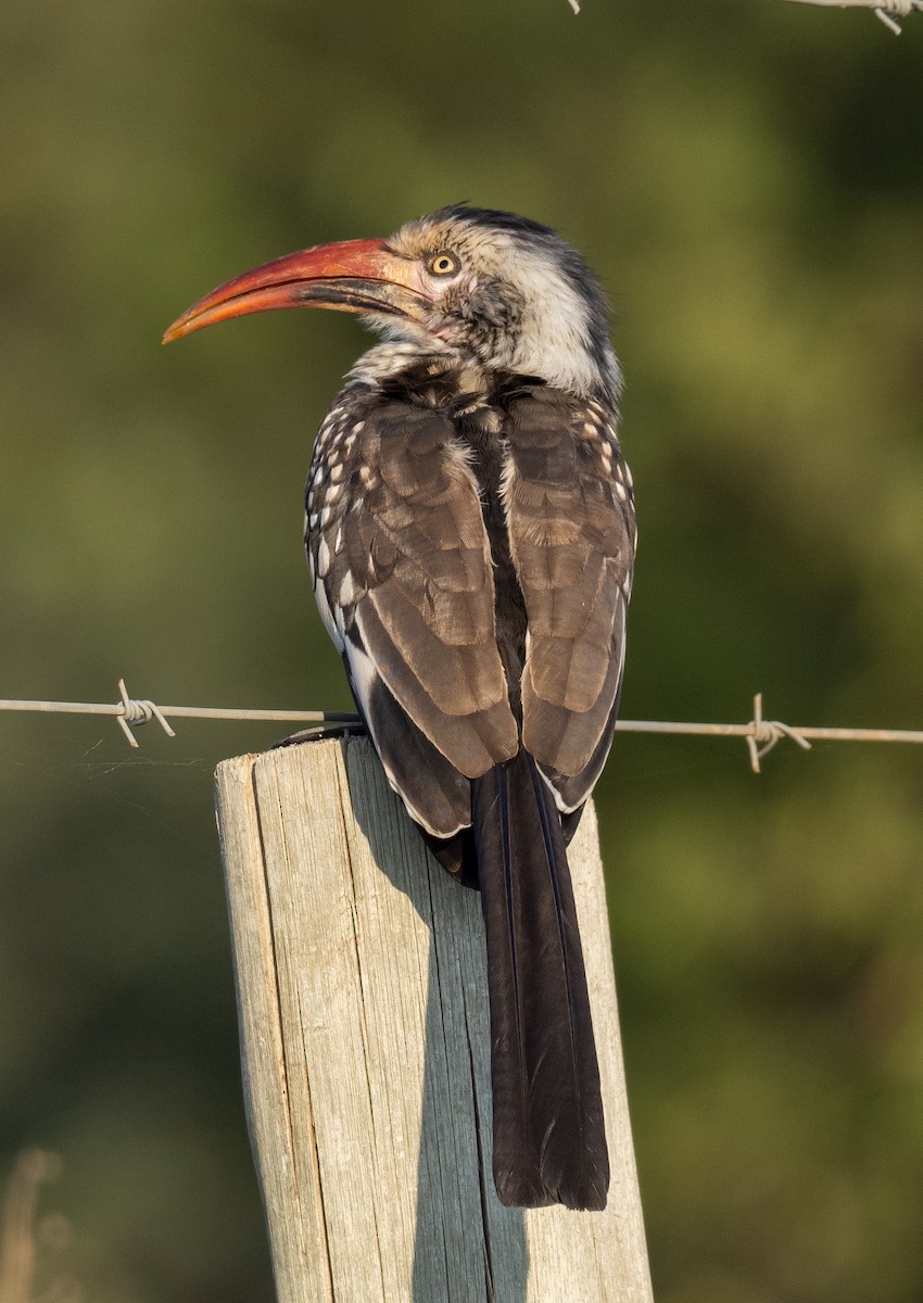 Southern Red-billed Hornbill - Sam Zuckerman
