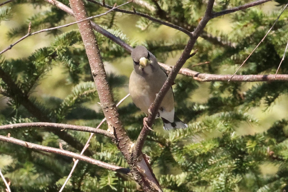 Evening Grosbeak - ML616264410