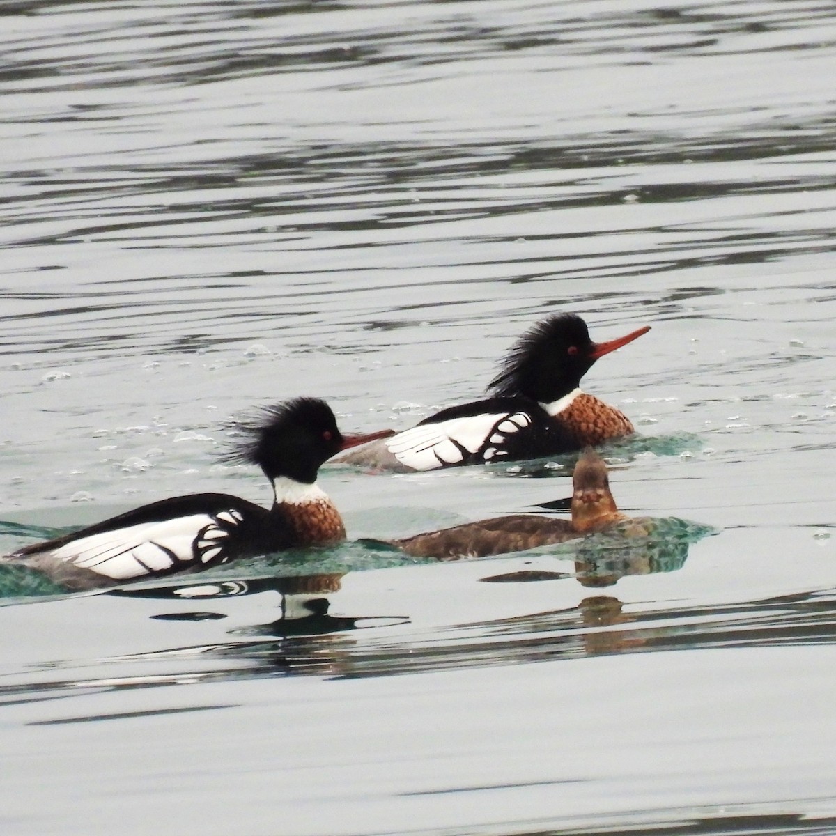 Red-breasted Merganser - ML616264411