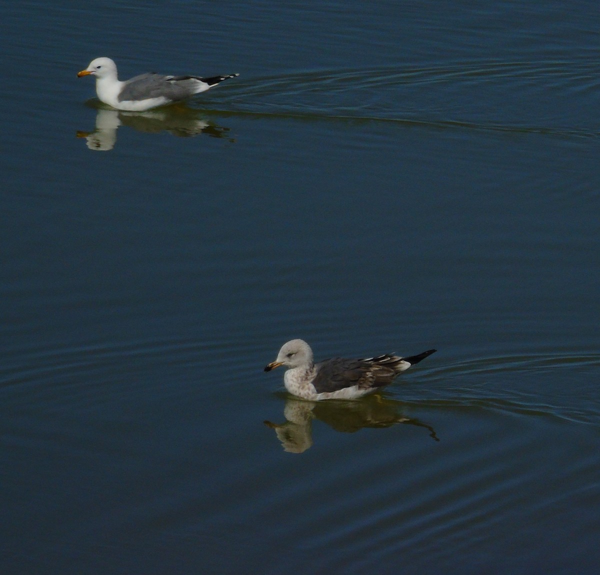 Lesser Black-backed Gull - ML616264471