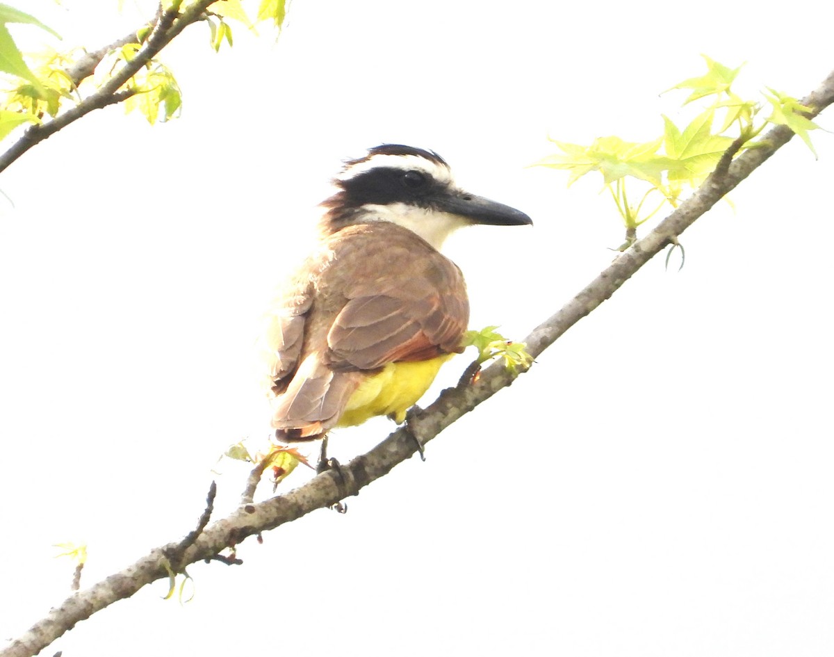 Boat-billed Flycatcher - ML616264502