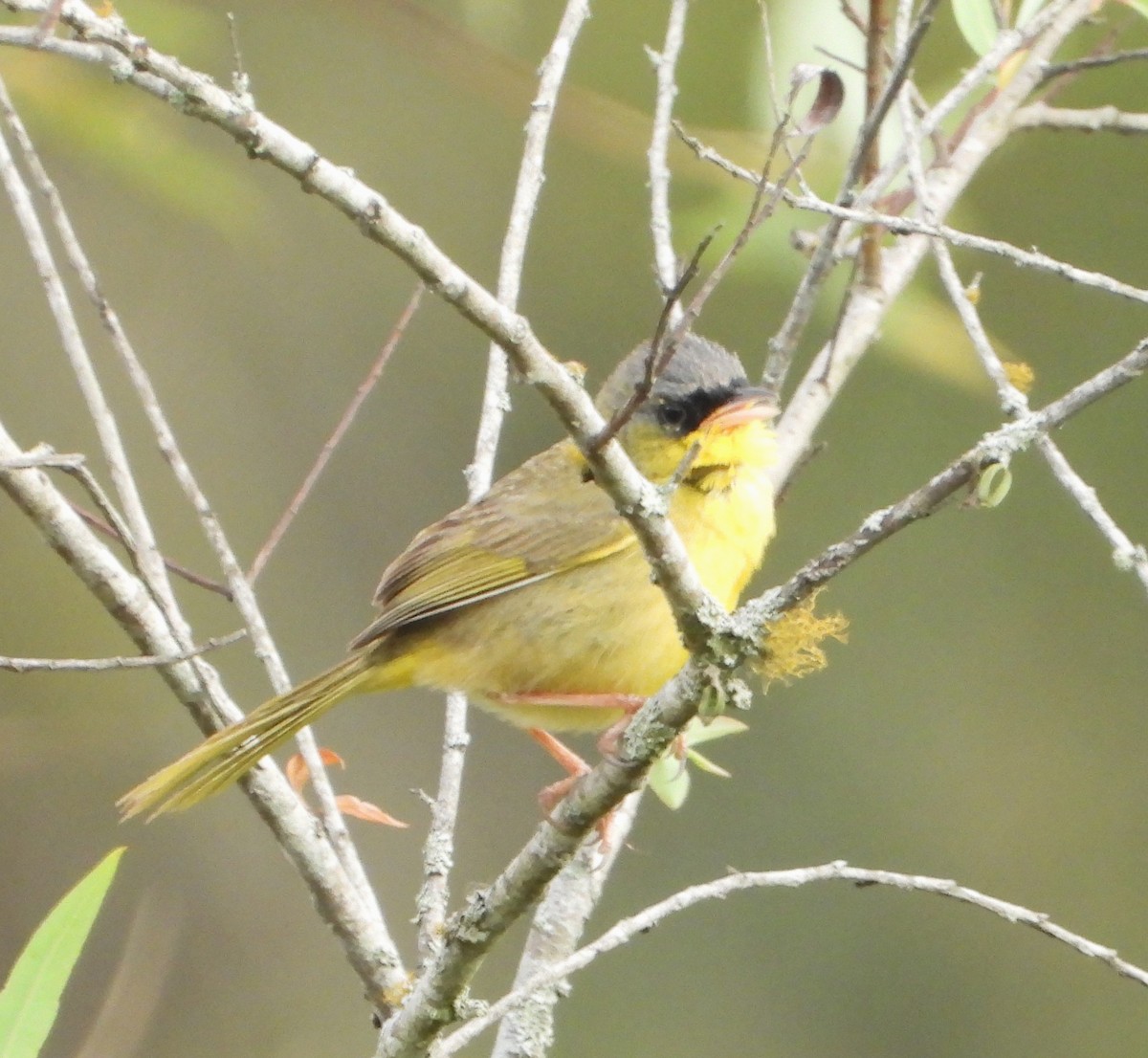 Gray-crowned Yellowthroat - ML616264521