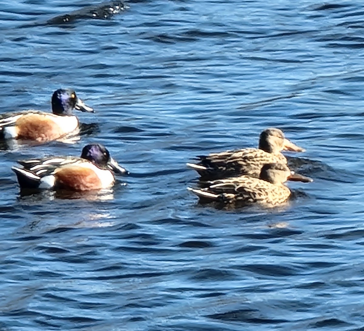 Northern Shoveler - ML616264534