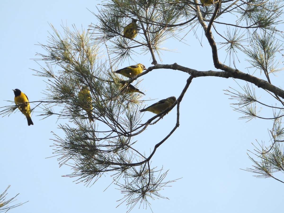 Black-headed Siskin - ML616264544