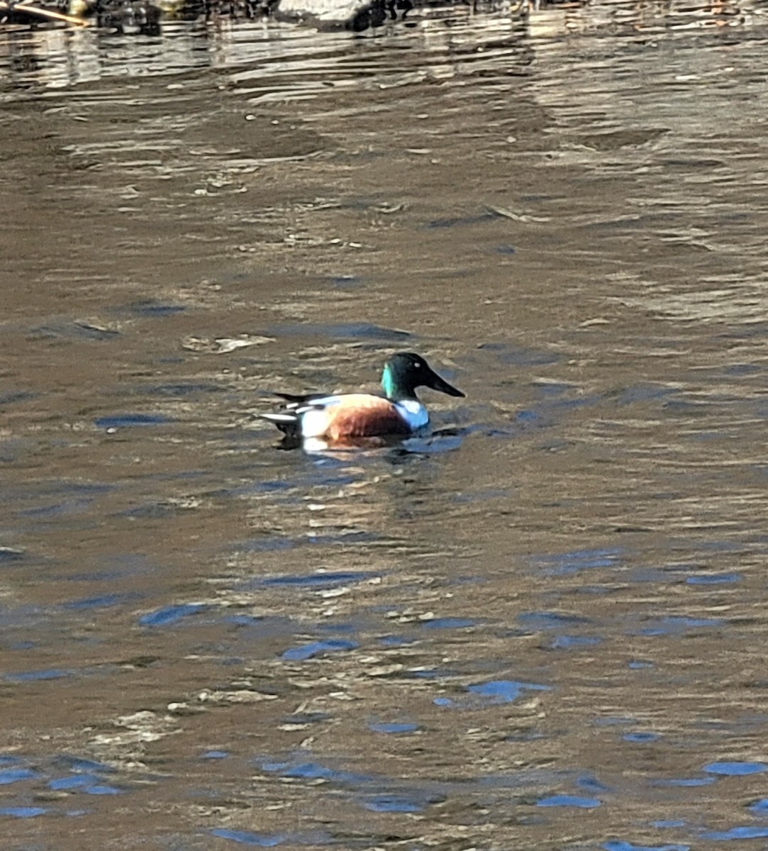 Northern Shoveler - ML616264545