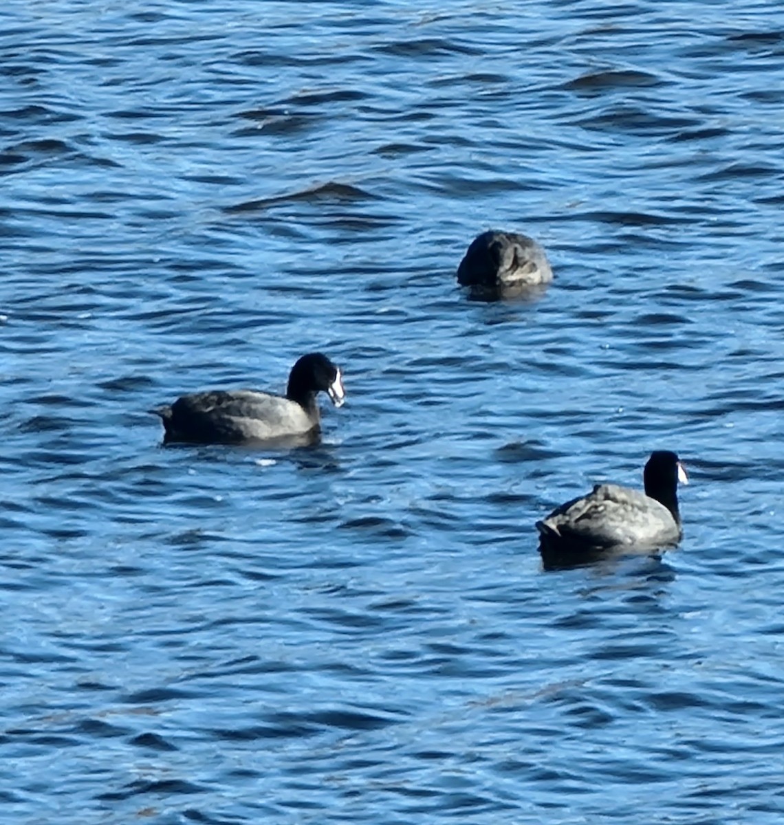 American Coot - ML616264550