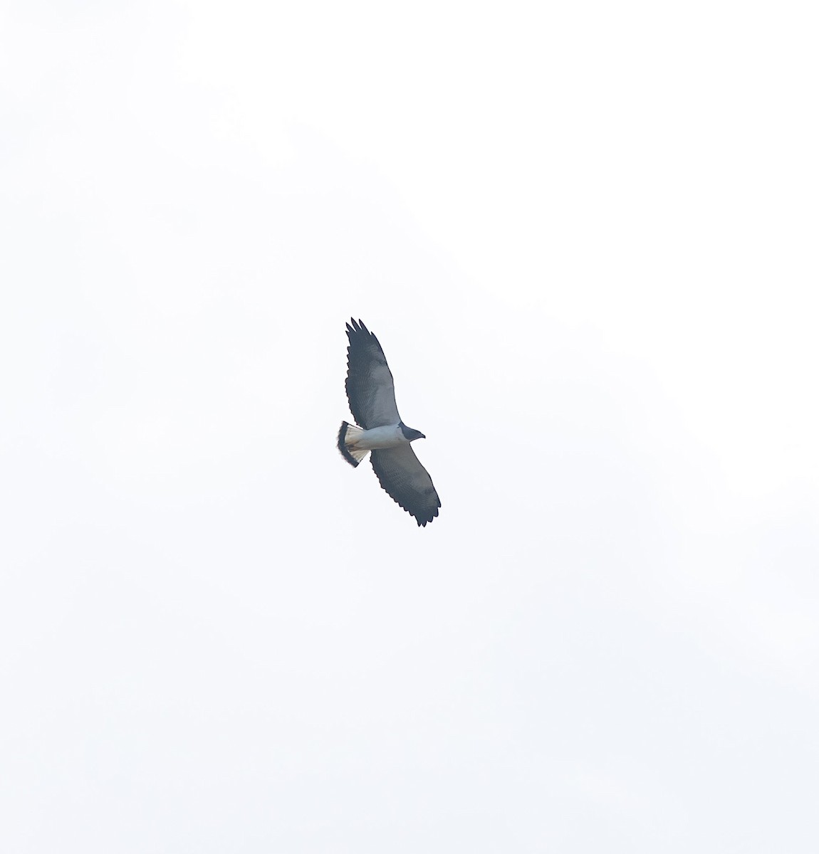 White-tailed Hawk - ML616264653