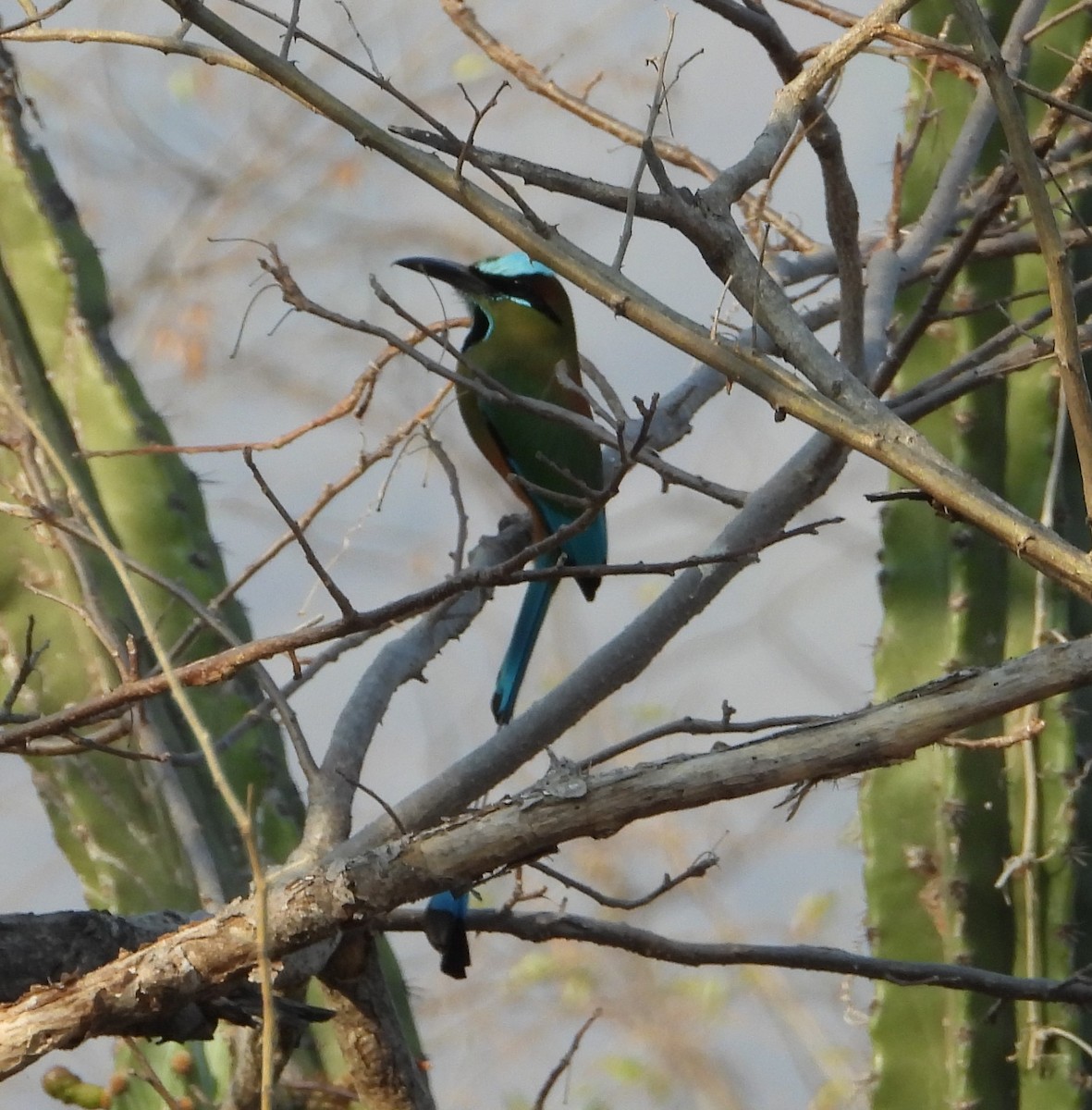 Turquoise-browed Motmot - ML616264656