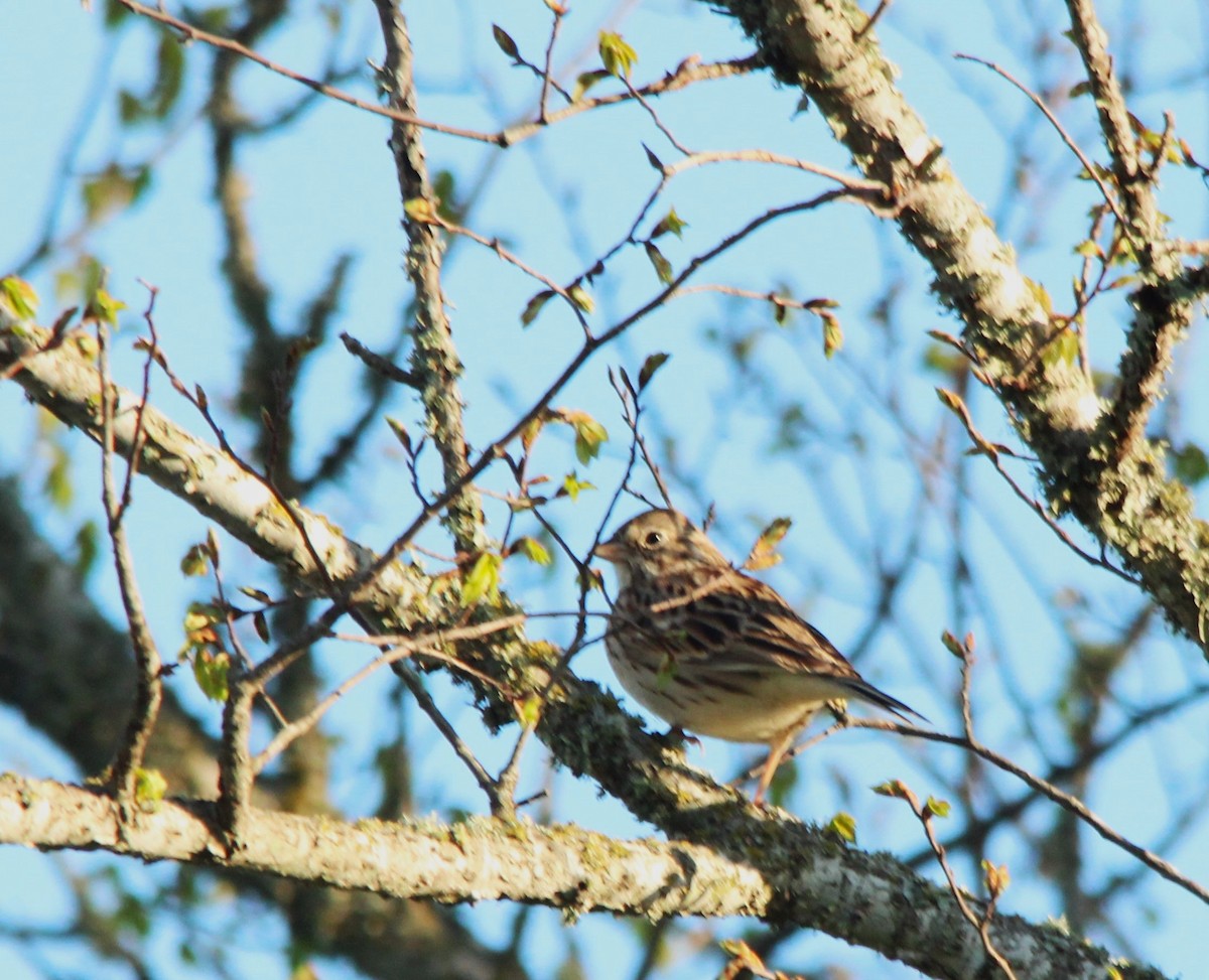 Vesper Sparrow - ML616264695