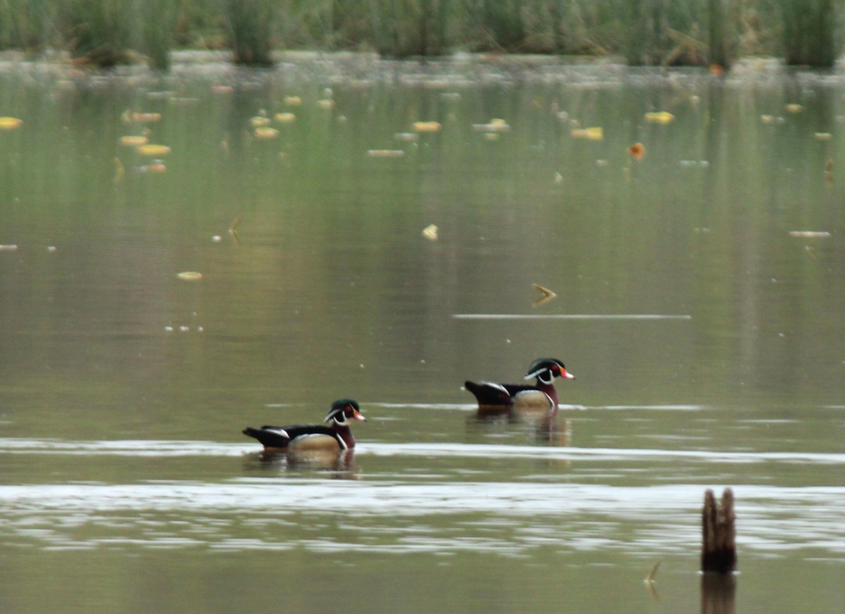 Wood Duck - ML616264709