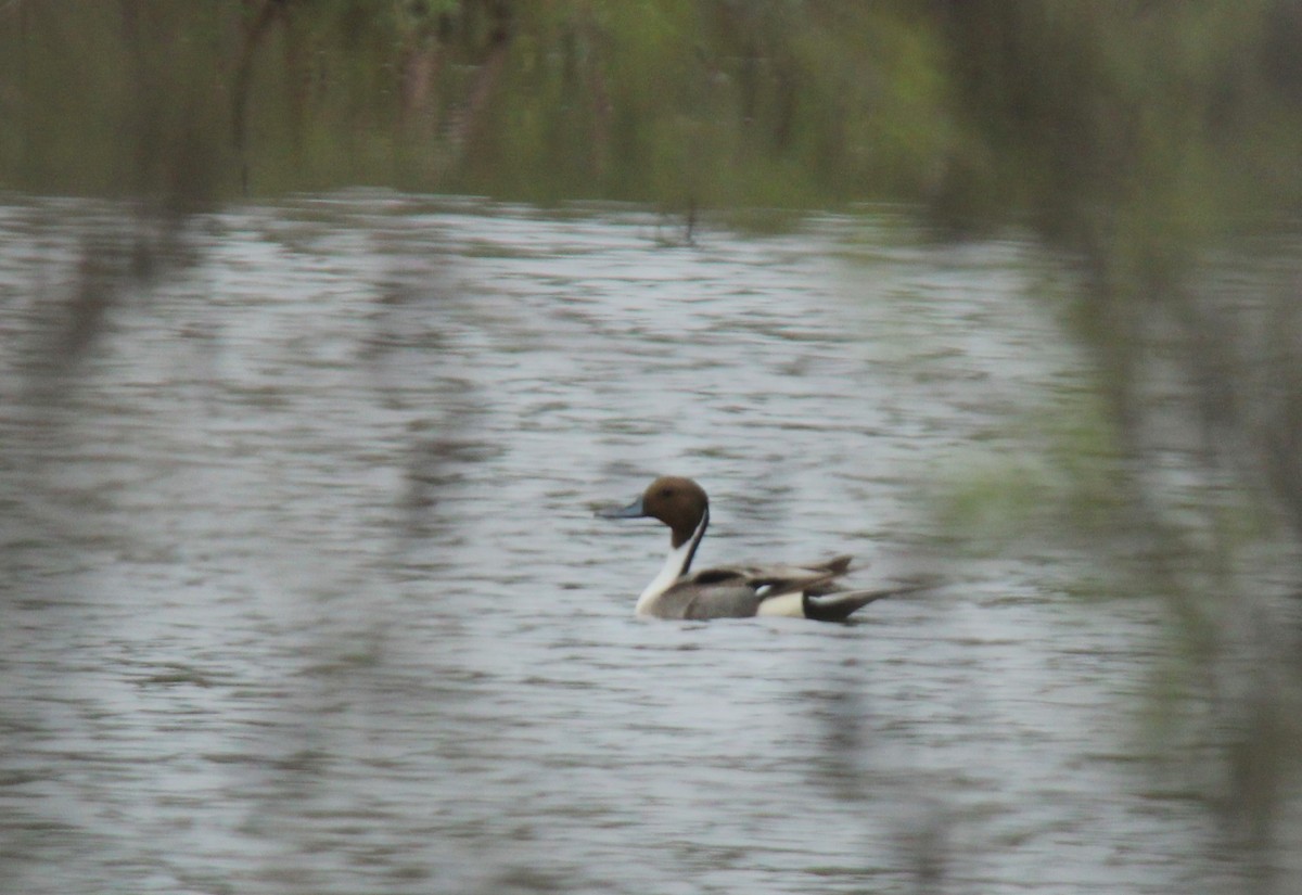 Northern Pintail - ML616264714