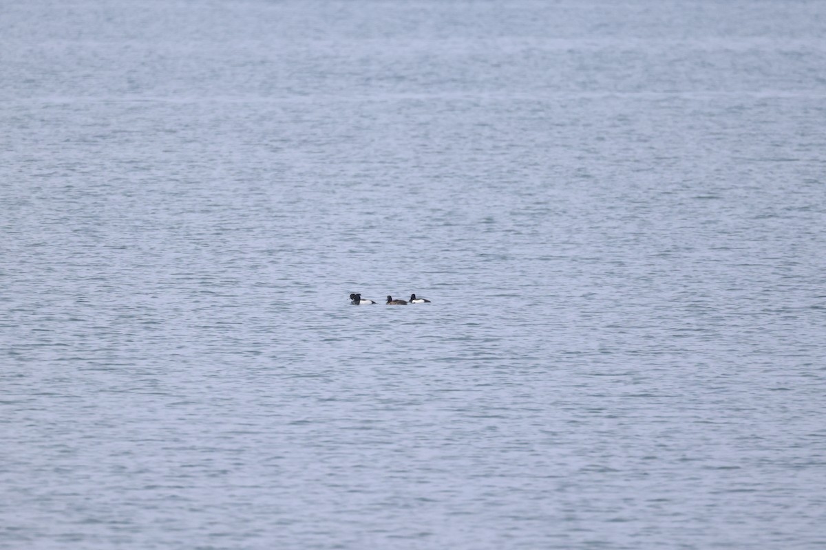 Greater Scaup - ML616264739
