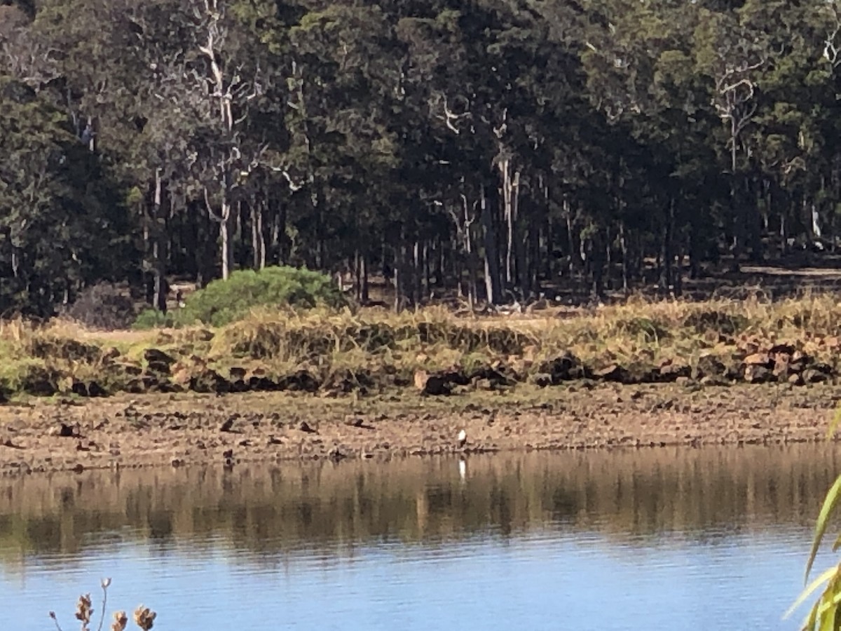 Australian Magpie (Western) - ML616264745