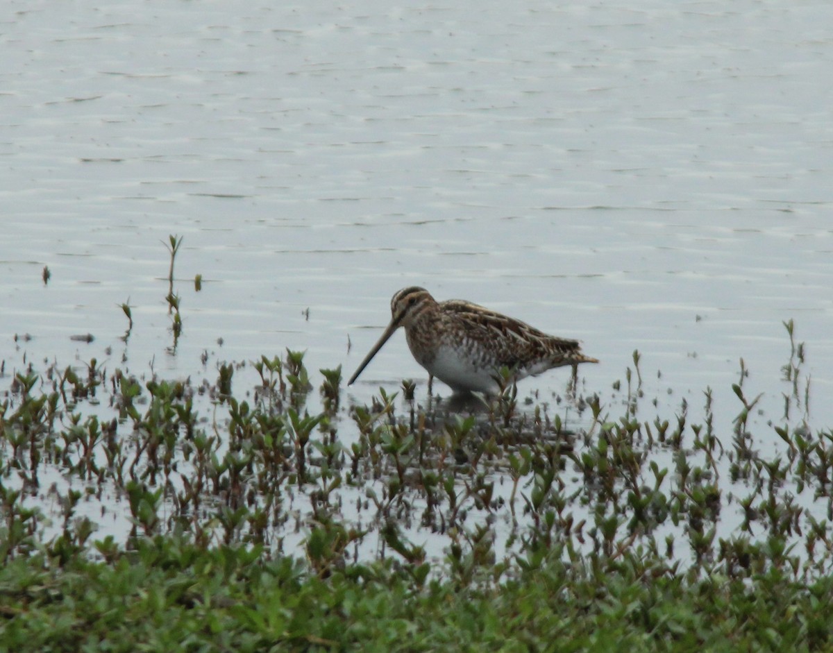 Wilson's Snipe - ML616264752
