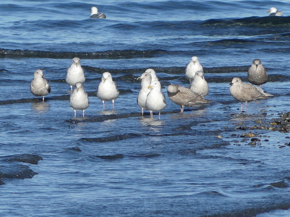 Gaviota/Gavión sp. - ML616264760