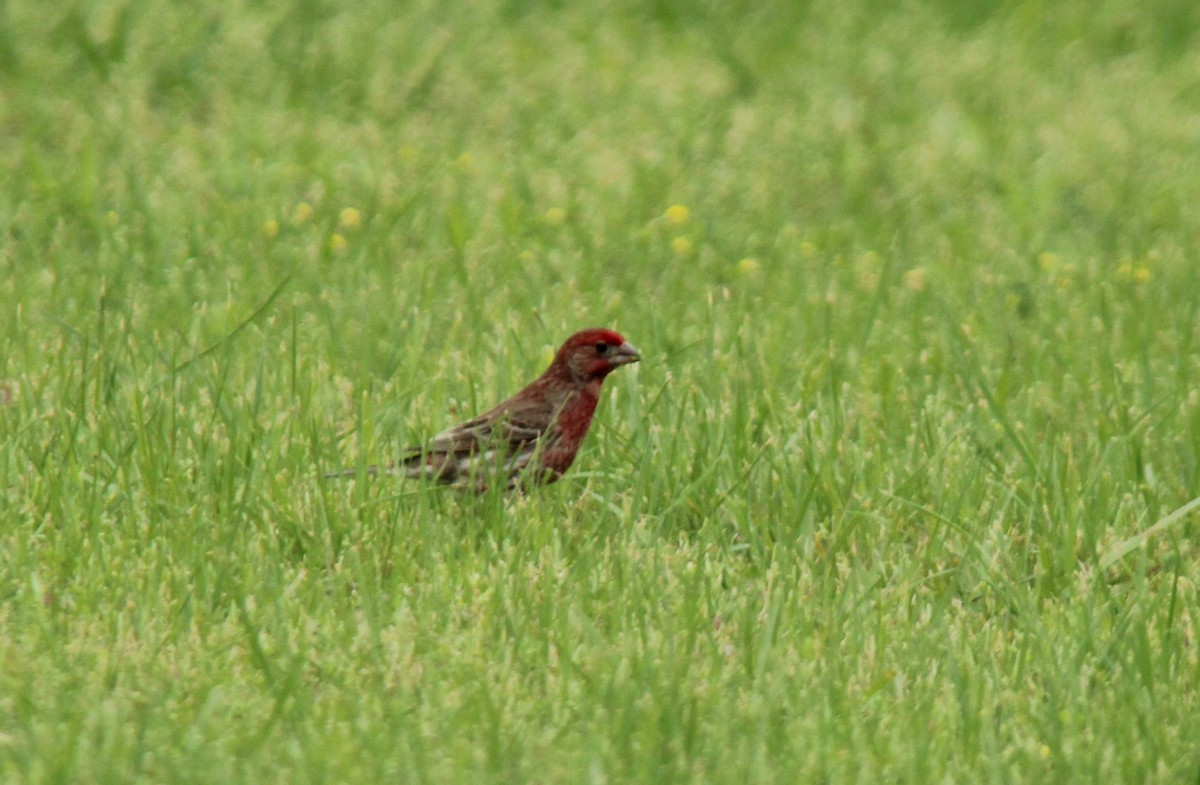 House Finch - ML616264763