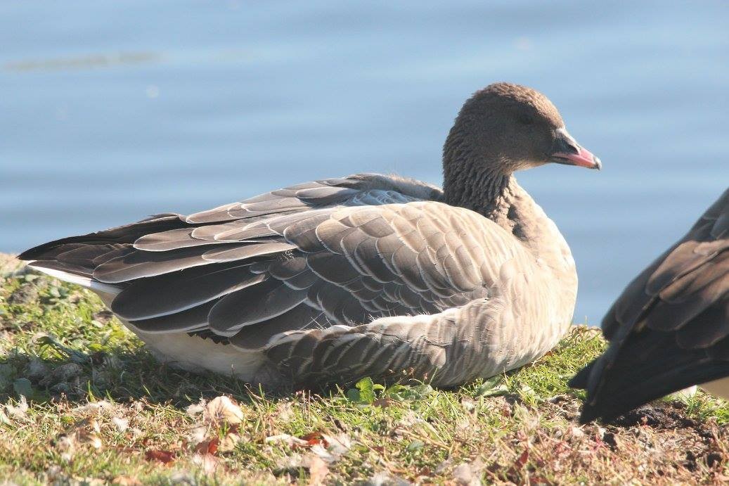 Pink-footed Goose - ML616264828