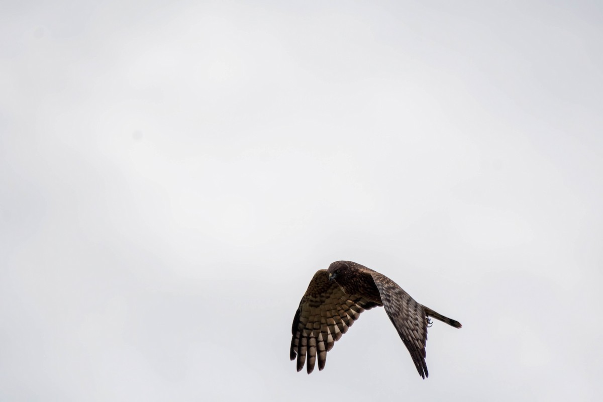 Swamp Harrier - ML616264897