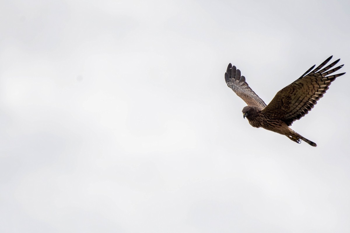 Swamp Harrier - ML616264898