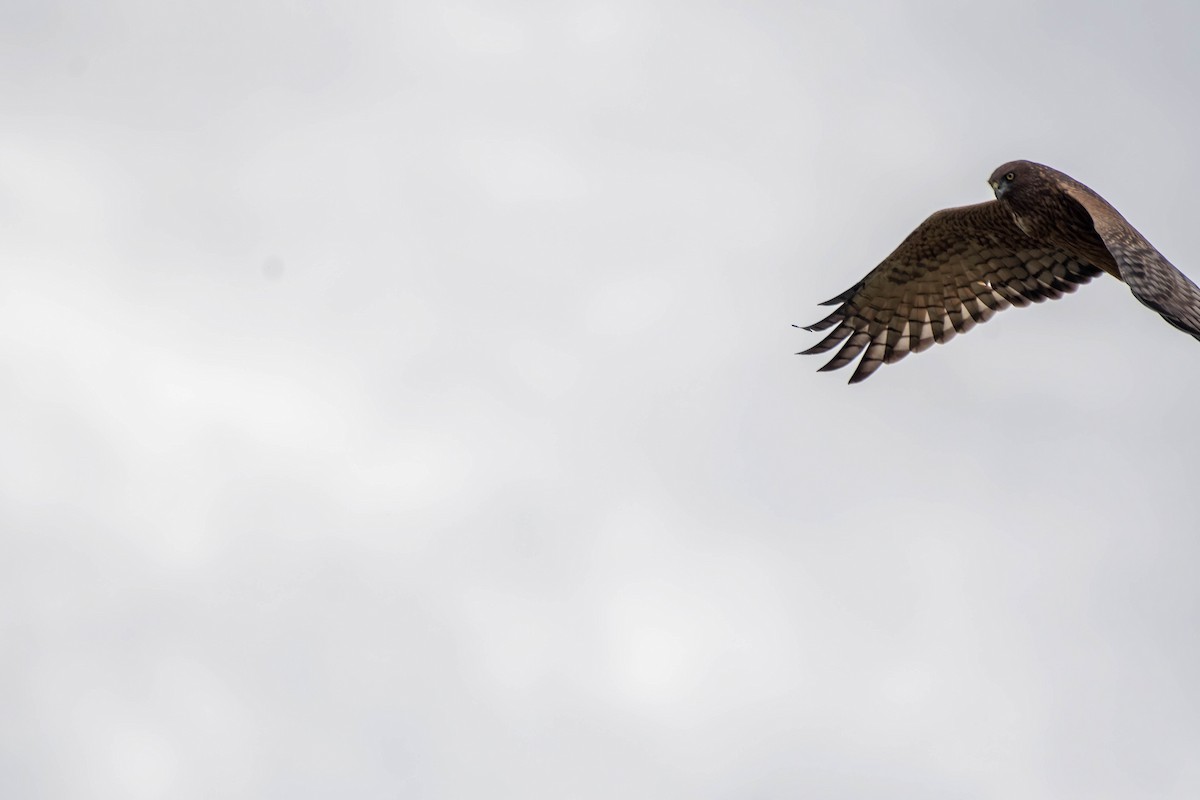 Swamp Harrier - ML616264899