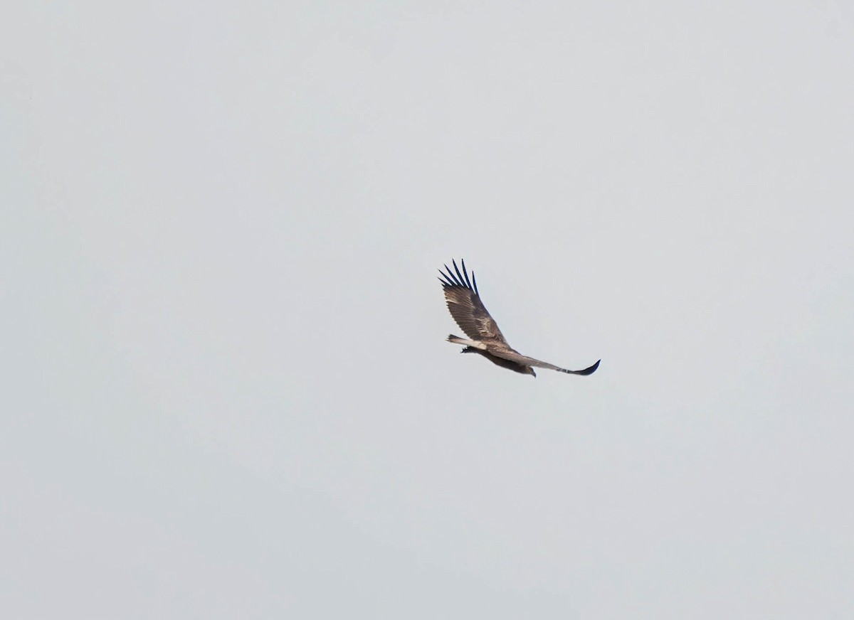 White-bellied Sea-Eagle - ML616264904