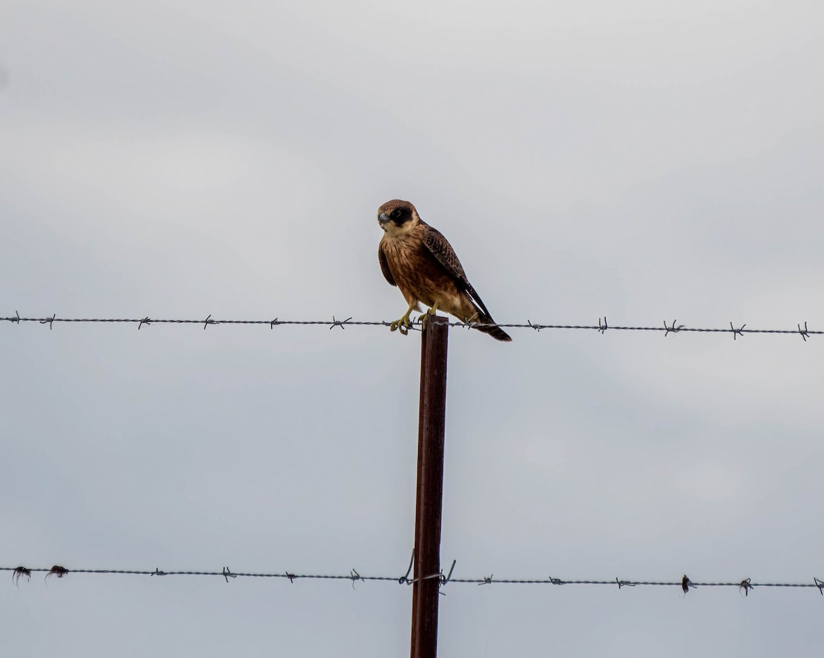 Australian Hobby - ML616264907