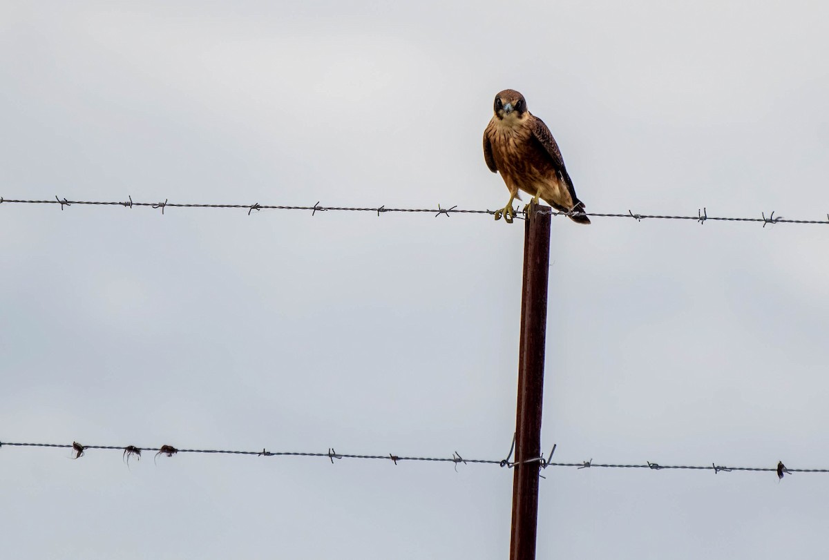 Australian Hobby - ML616264908