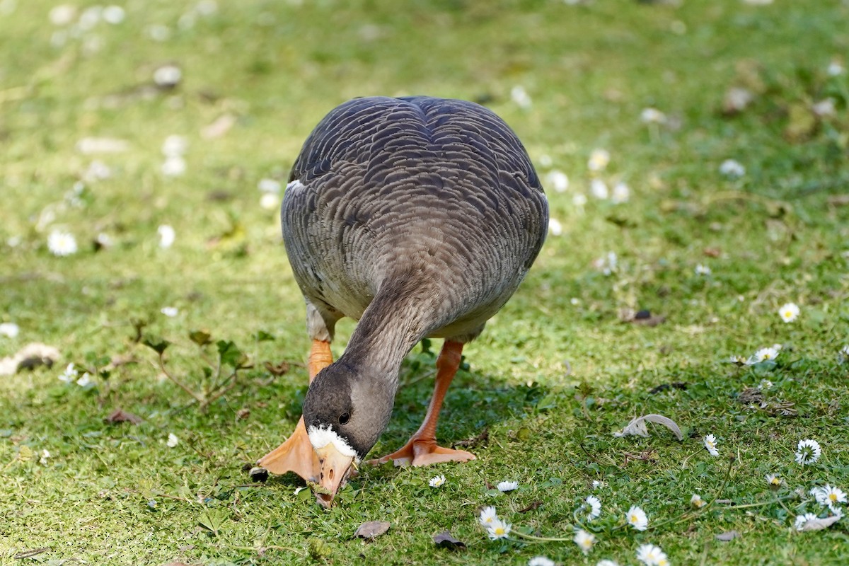 Greater White-fronted Goose - Kenneth Mamitsuka