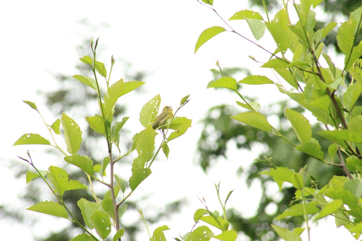 Orange-crowned Warbler - ML61626501