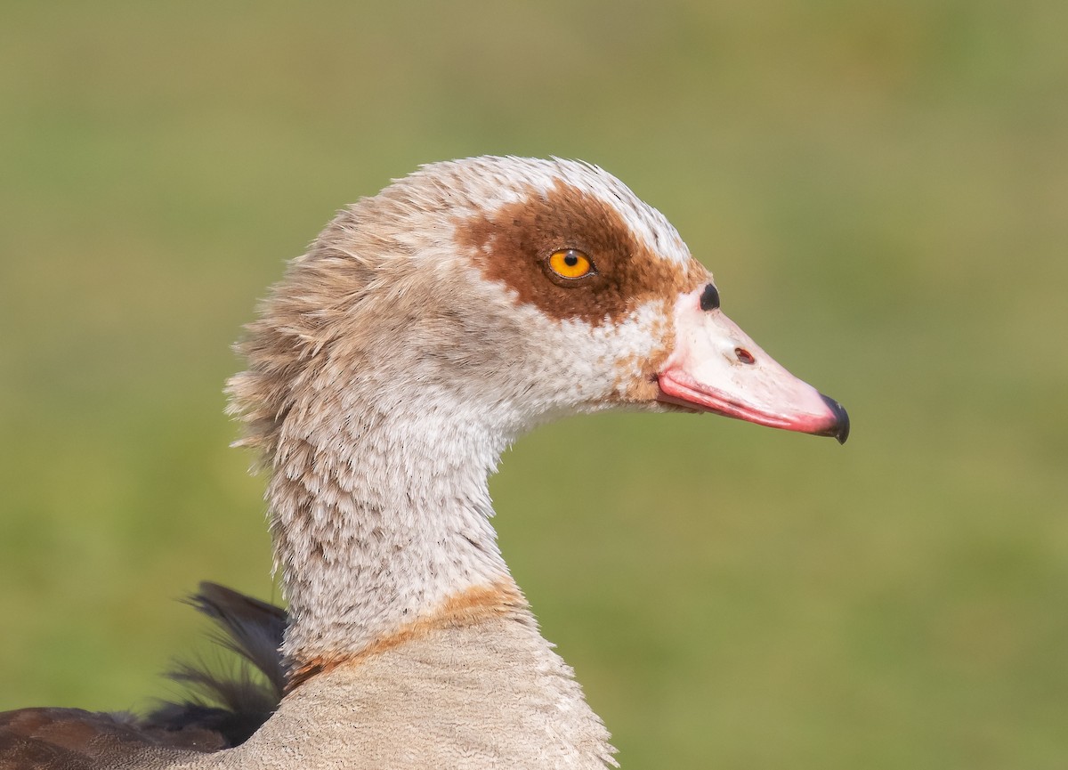 Egyptian Goose - ML616265021