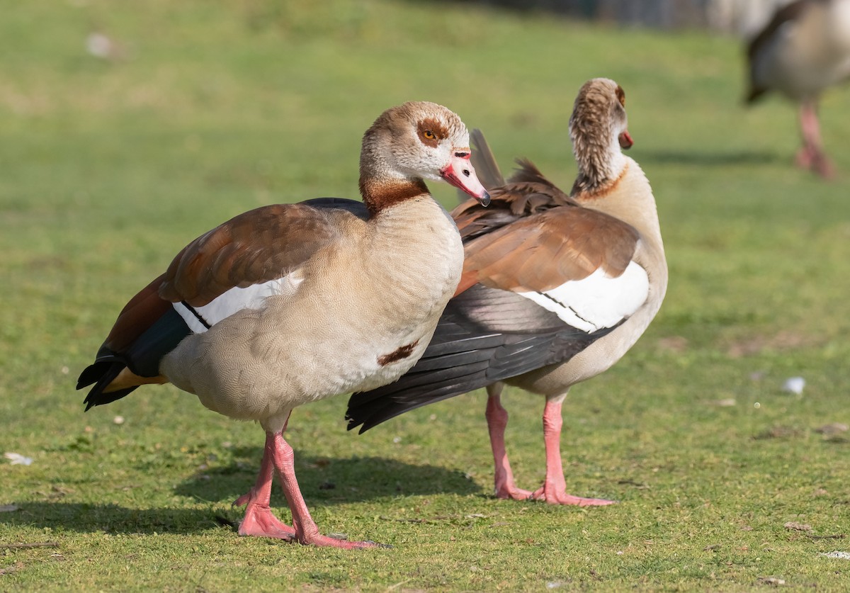 Egyptian Goose - ML616265027