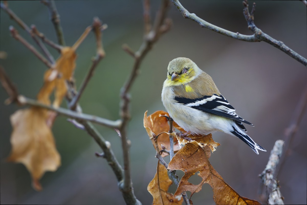 American Goldfinch - Barbie Heid