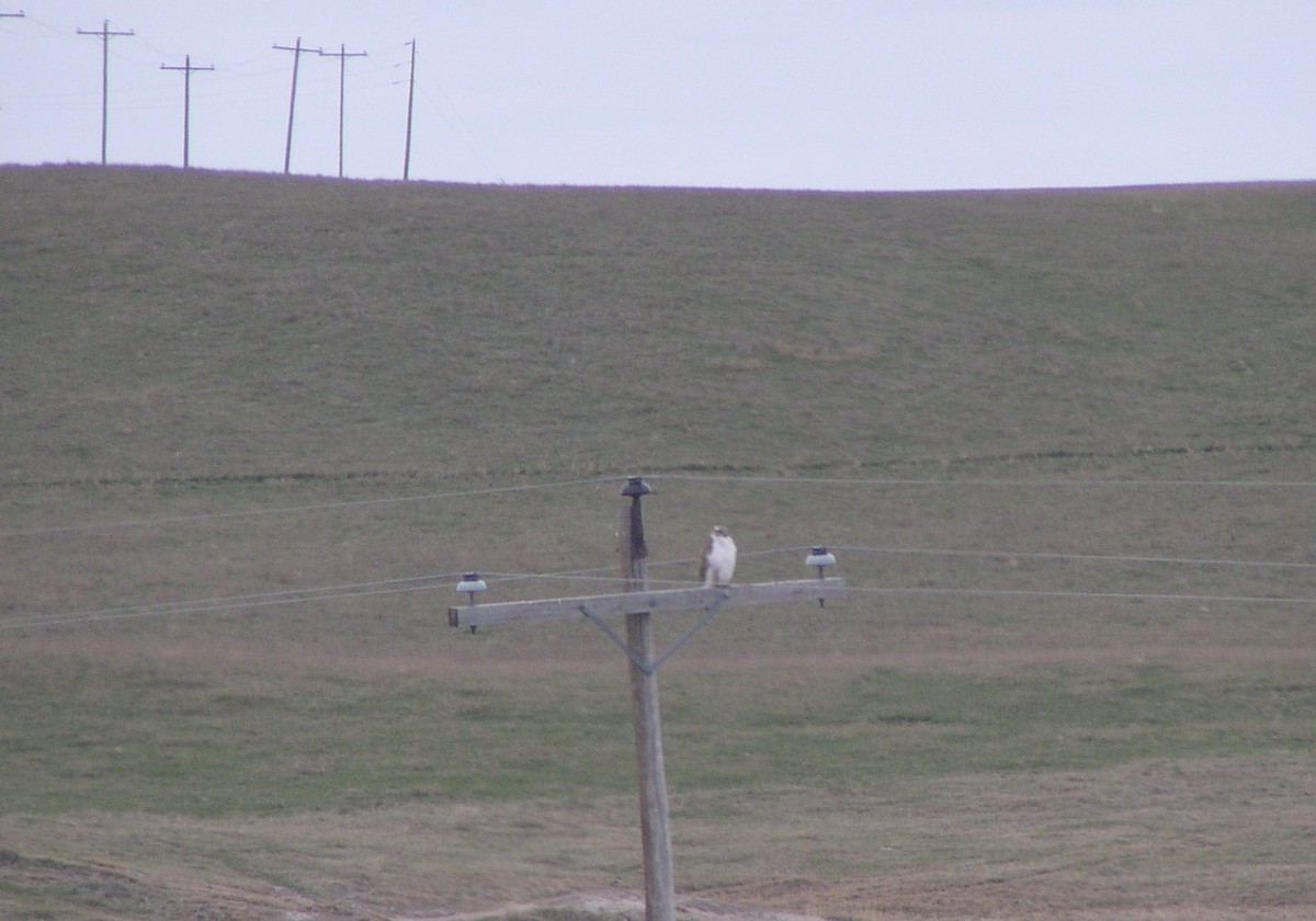 Ferruginous Hawk - ML616265054