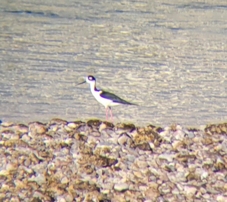 Black-necked Stilt - ML616265063