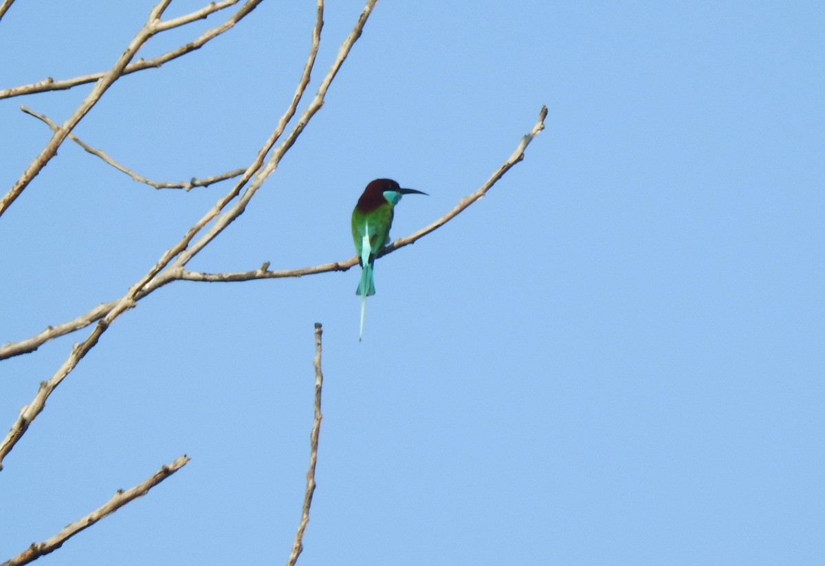 Blue-throated Bee-eater - ML616265114