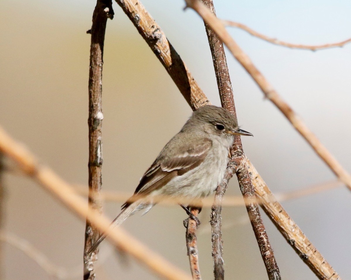 Gray Flycatcher - ML616265135