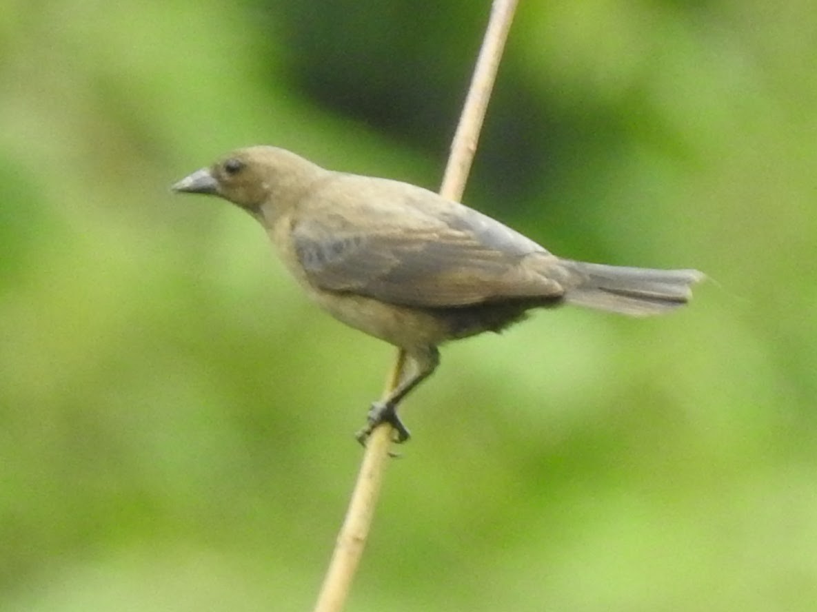 Shiny Cowbird - Gregg Severson