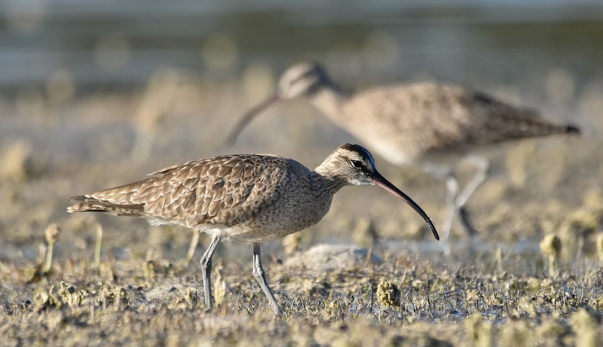 Whimbrel - ML616265210