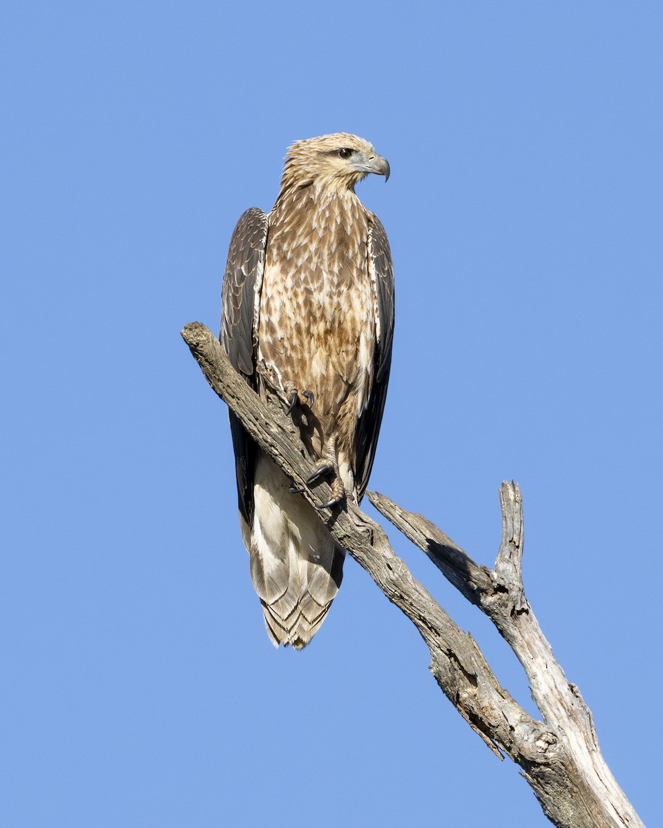 White-bellied Sea-Eagle - Helen Cunningham